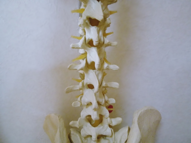 腰椎の模型